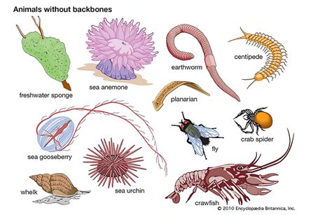 動物骨骼|图说骨骼系统(Skeletal system)·无脊椎动物